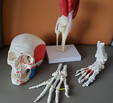 [Photo] Modèle du squelette de la main, du pied, du crâne, articulation du genou