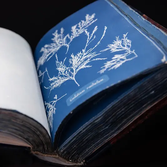 Fonds des livres rares de l'UdeM